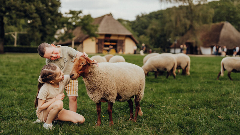 Kinderen bij schapen op de wei in Bokrijk