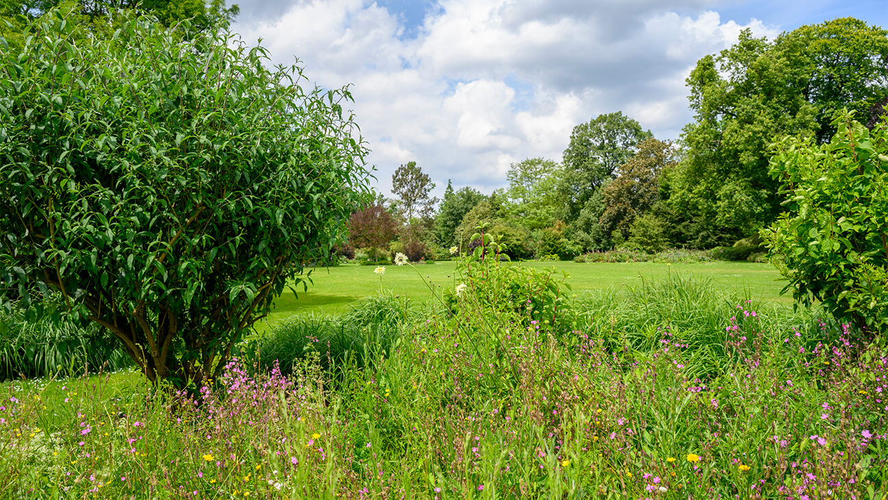 Robinia in het arboretum van Kalmthout