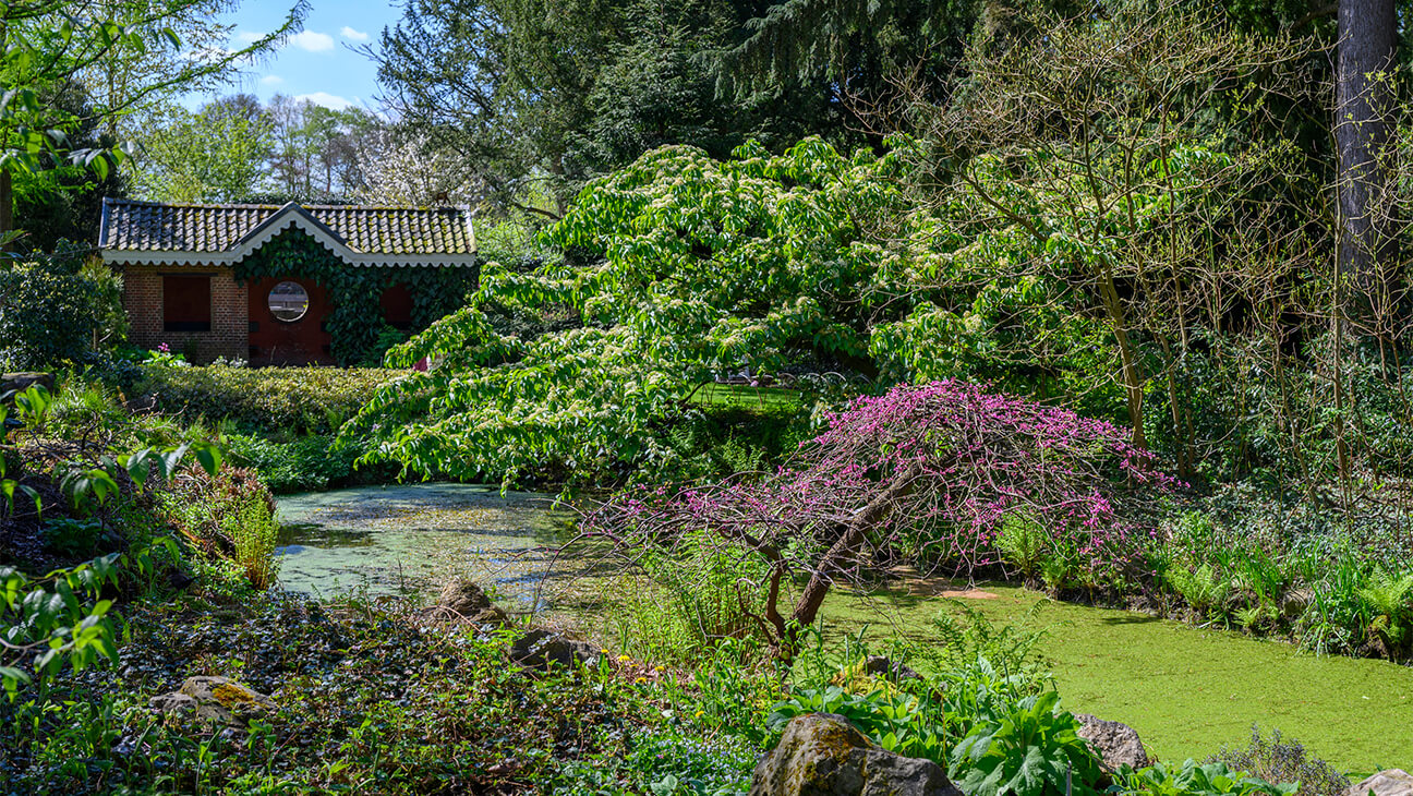 Cercis canadensis in het arboretum van Kalmthout