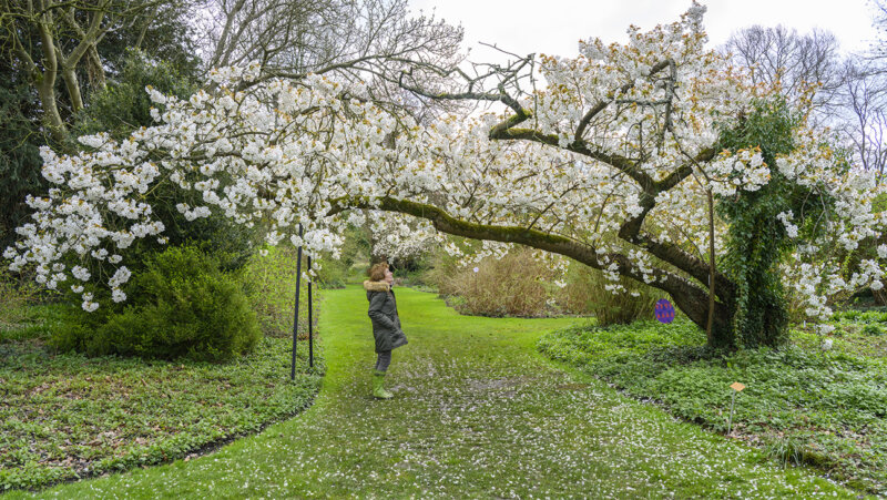 prunus taihaku in het arboretum van Kalmthout