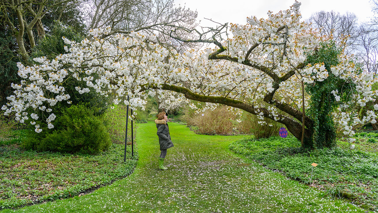 prunus taihaku in het arboretum van Kalmthout