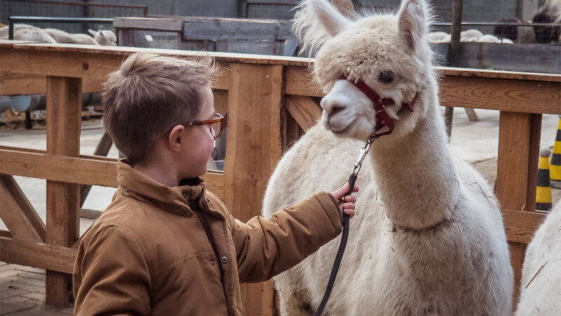 Jongen met een alpaca