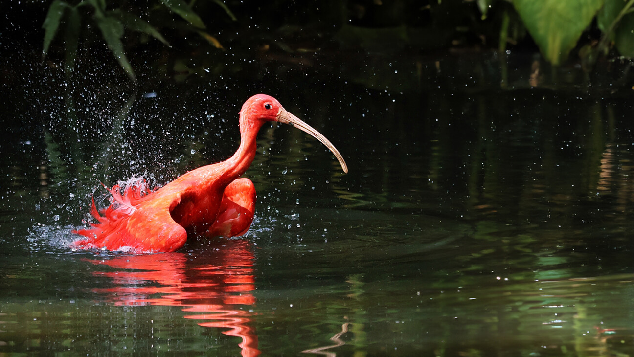 Rode ibis in Pakawi park