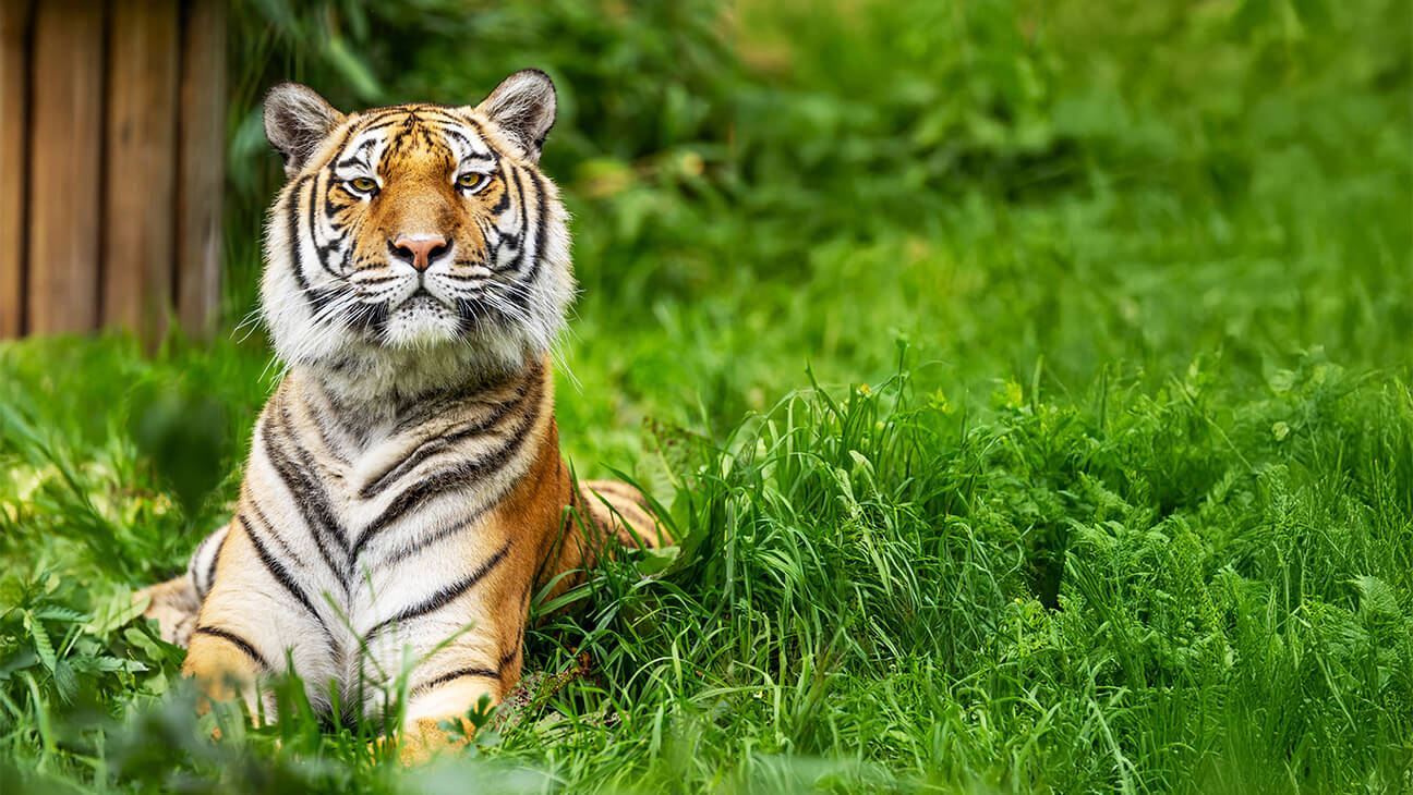 Bengaalse tijger in Pakawi park