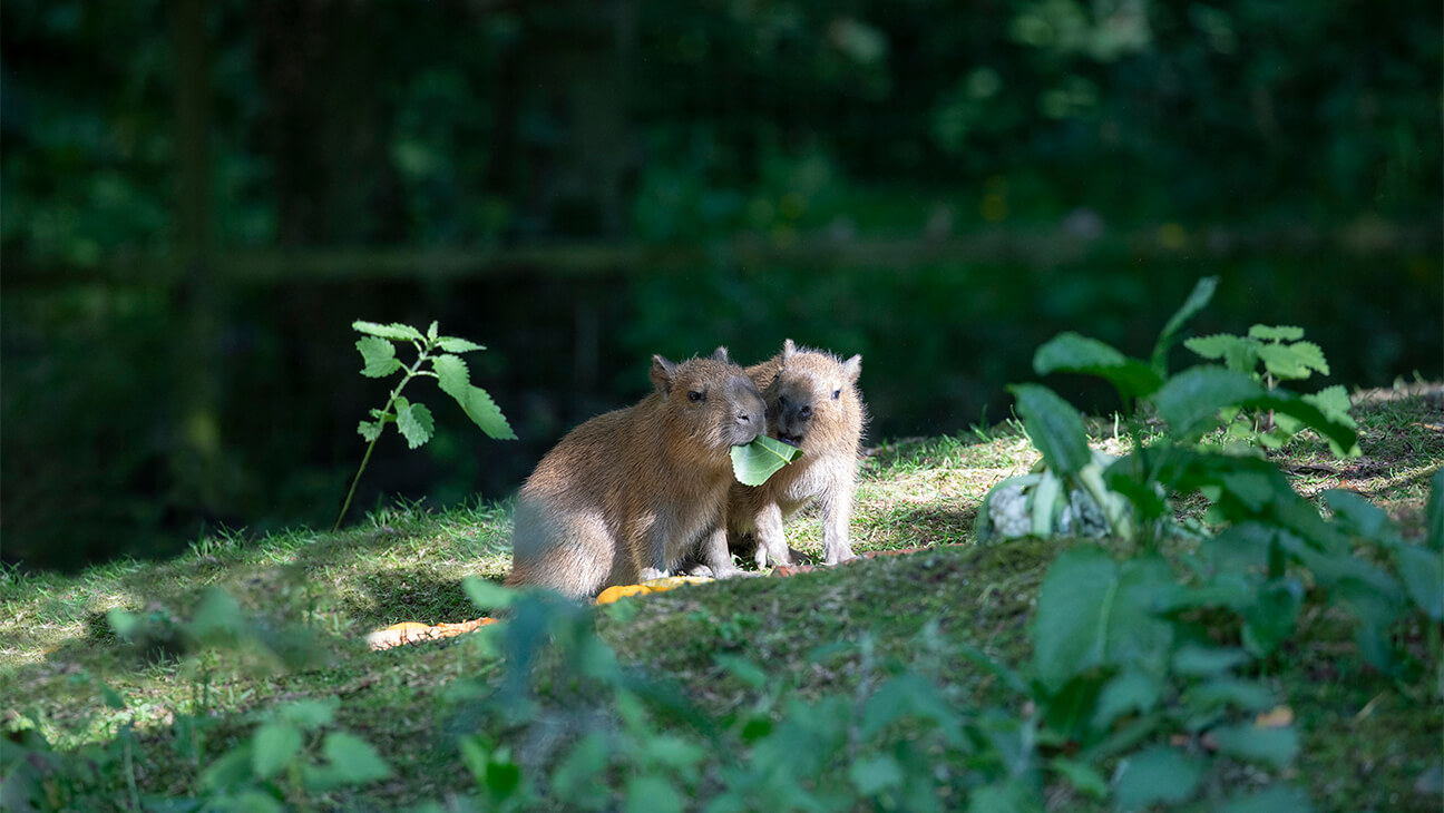 Capibara in Pakawi park