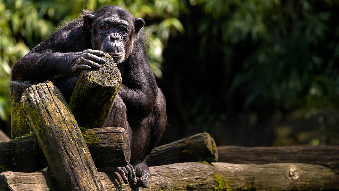 Chimpansee in Pakawi park