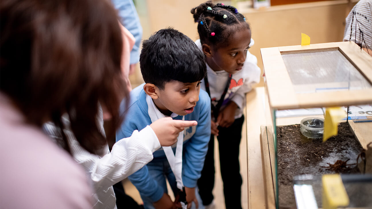 Kinderen kijken naar een spin