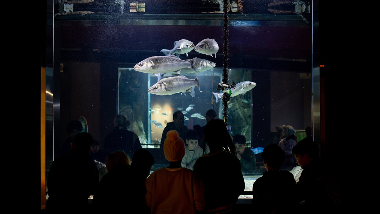 Klas bij een aquarium op klasuitstap naar NAVIGO Visserijmuseum